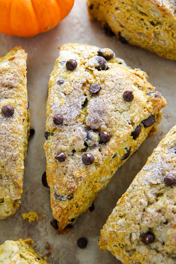 Classic and crumbly, these tender pumpkin scones are exploding with mini chocolate chips!