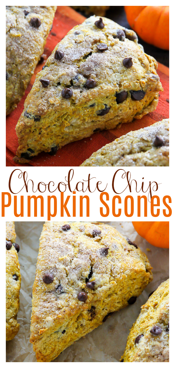 Classic and crumbly Pumpkin Chocolate Chip Scones! This easy scone recipe is loaded with pumpkin flavor and mini chocolate chips. Perfect for Fall baking!